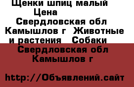 Щенки шпиц малый  › Цена ­ 15 000 - Свердловская обл., Камышлов г. Животные и растения » Собаки   . Свердловская обл.,Камышлов г.